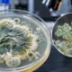 What Is Alogum? Origin, History, and Fungus Facts