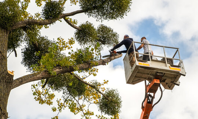 tree service