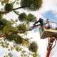 tree service