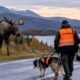 Viltnemnda: Roles, Duties, and Wildlife Safety Rules